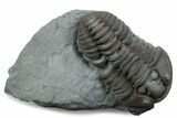 Prone Flexicalymene Trilobite - Mt Orab, Ohio #375236-1
